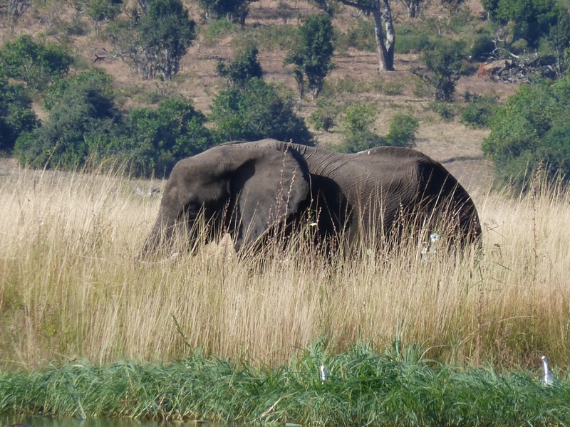 elefante botswana